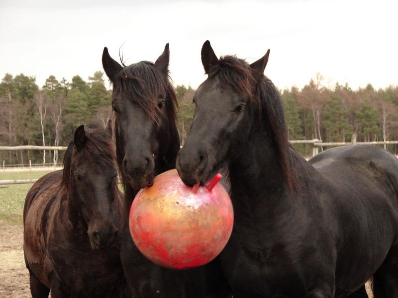 Mein Ball - dein Ball ...