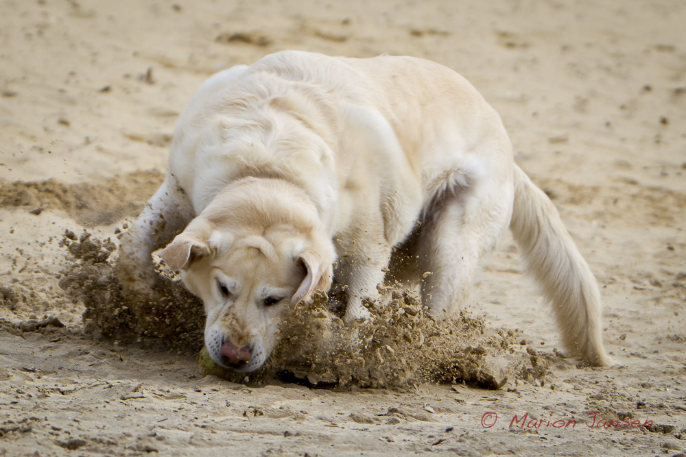 ...mein Ball :)