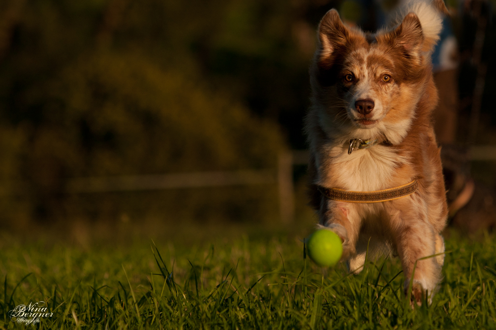 Mein Ball.... gleich hab ich dich :)