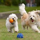 Mein Ball! Mein Ball!