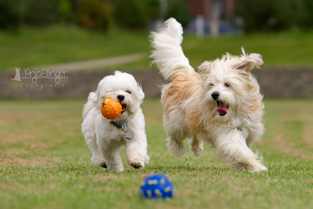 Mein Ball! Mein Ball!