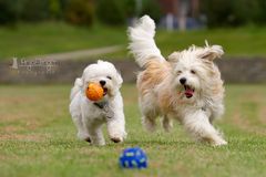 Mein Ball! Mein Ball!