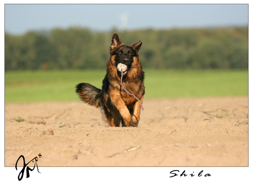 Mein Ball - neidisch?