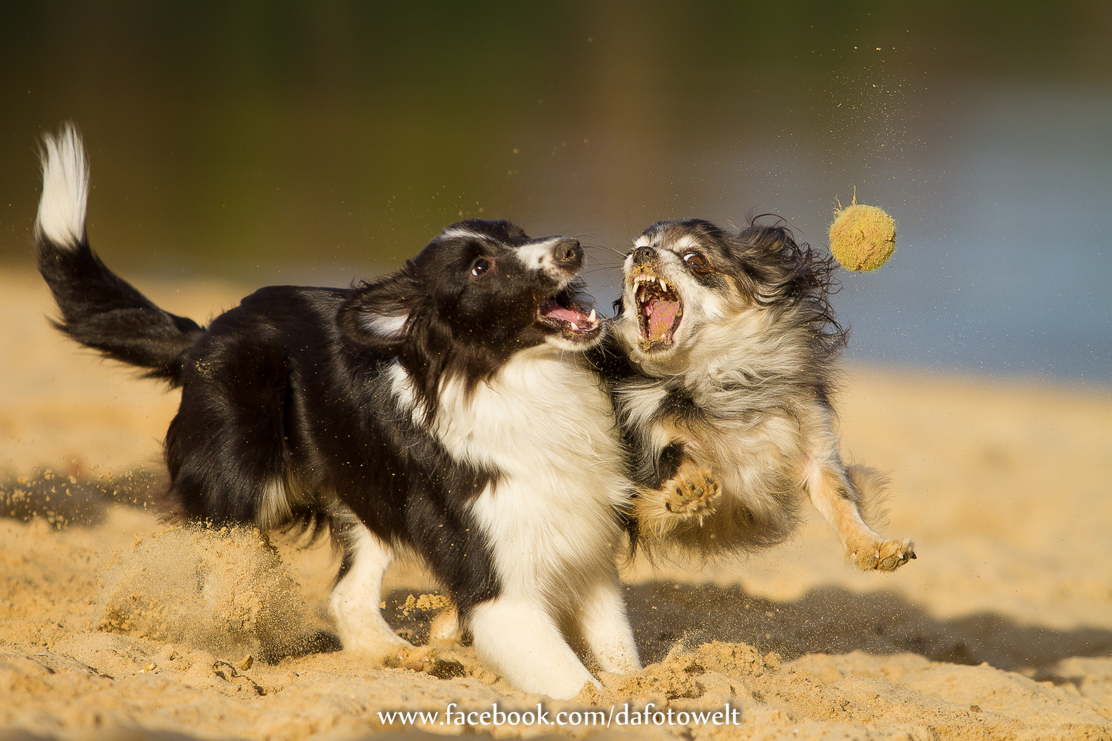 MEIN Ball! Sheltie vs. Chihuahua