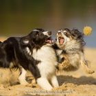 MEIN Ball! Sheltie vs. Chihuahua