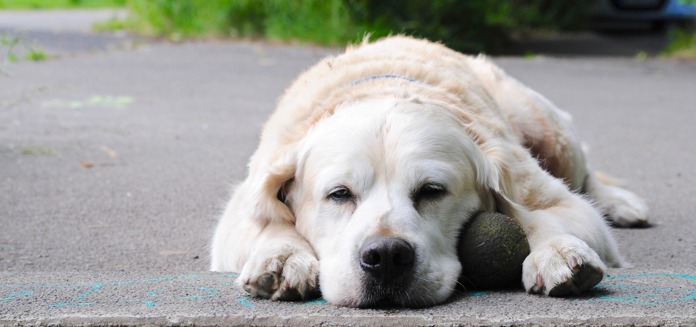 Mein Ball und Ich