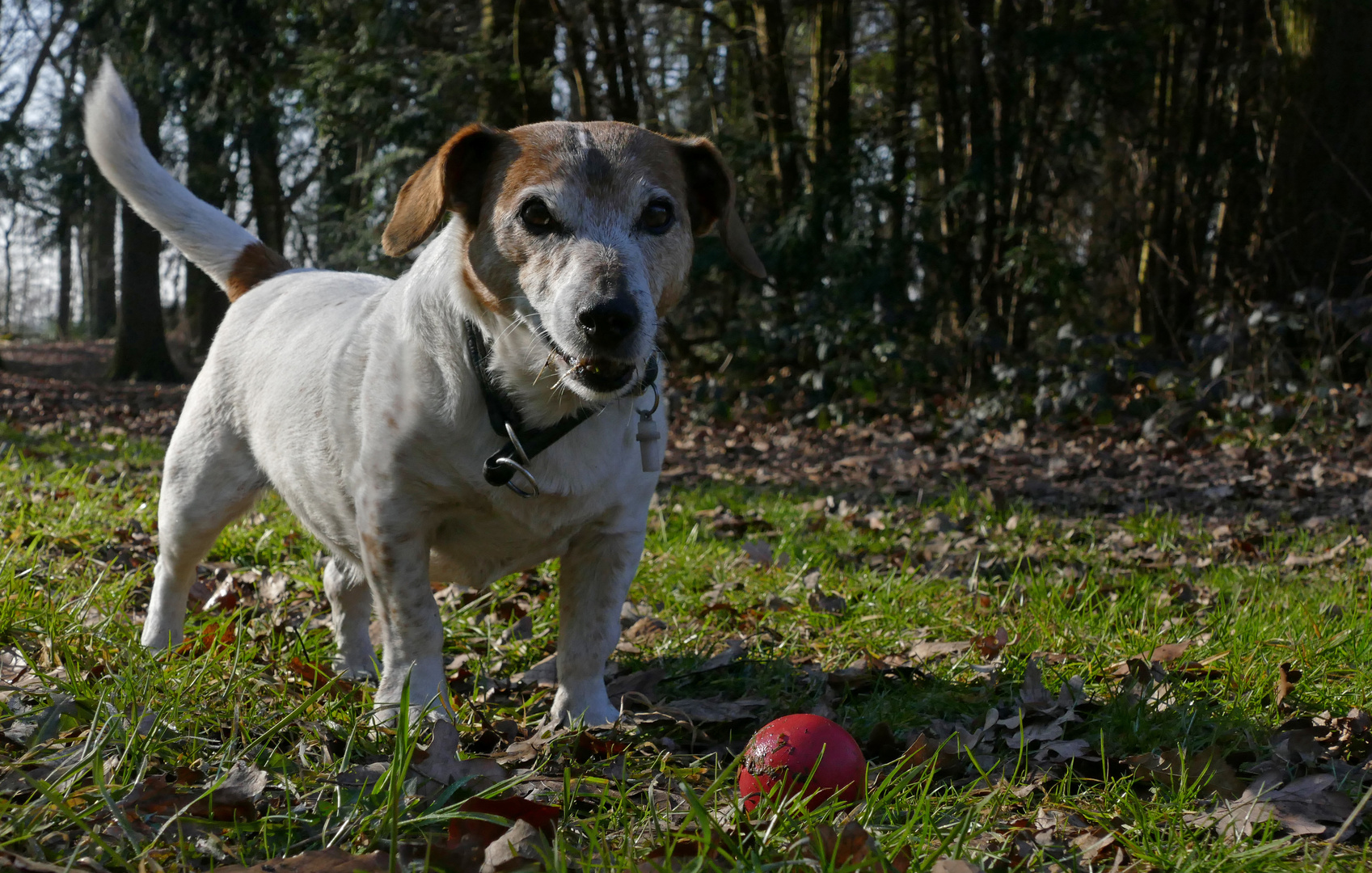 Mein Ball und ich.....