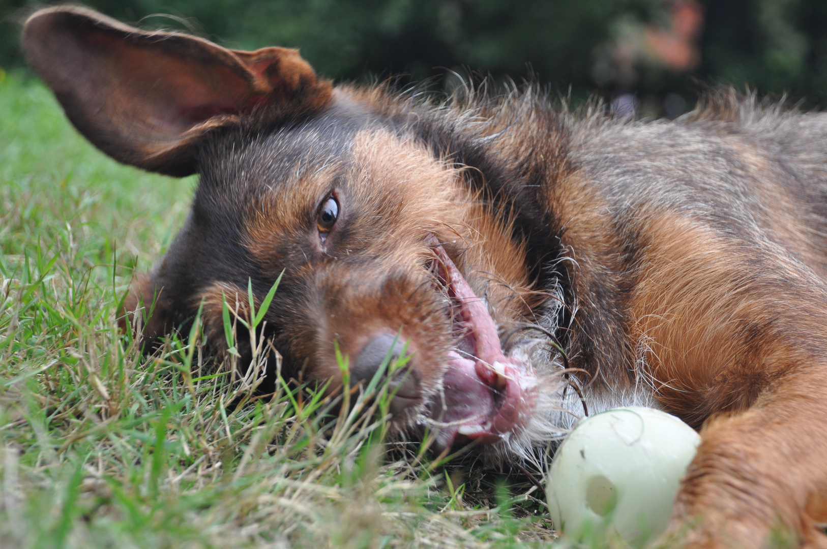 Mein Ball und ich