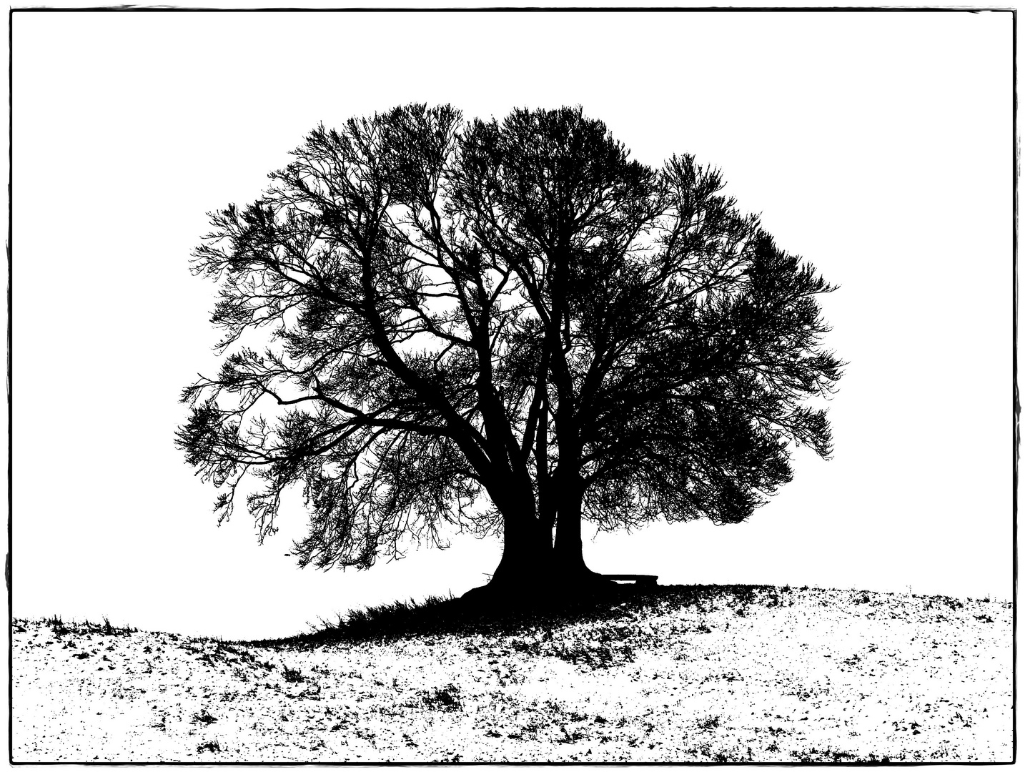 mein bankgeheimnis: ein winterbaum