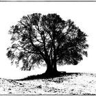 mein bankgeheimnis: ein winterbaum