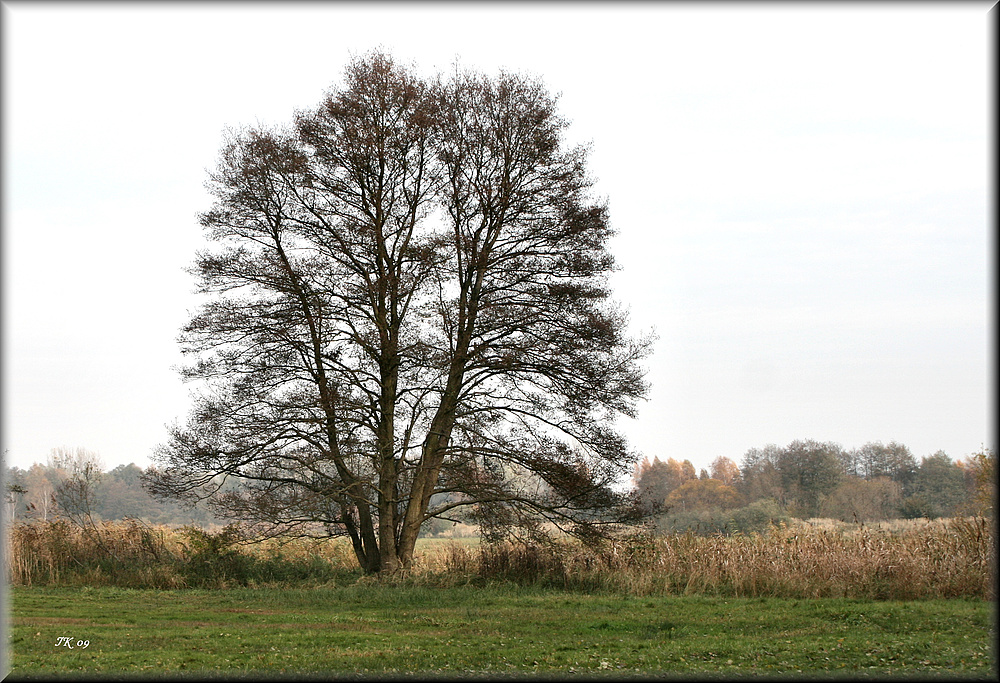 Mein Baum....