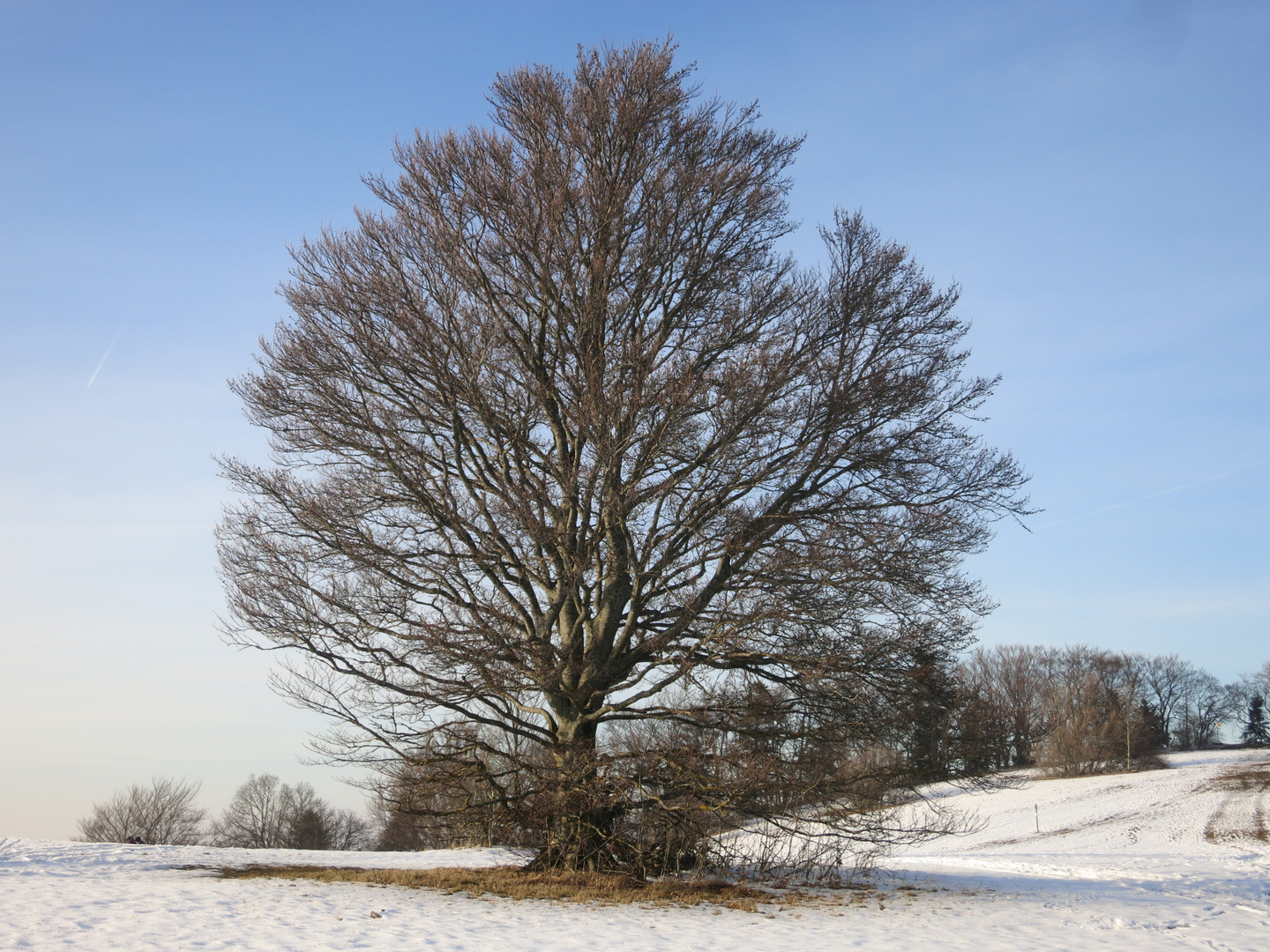 Mein Baum