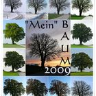 "Mein" Baum