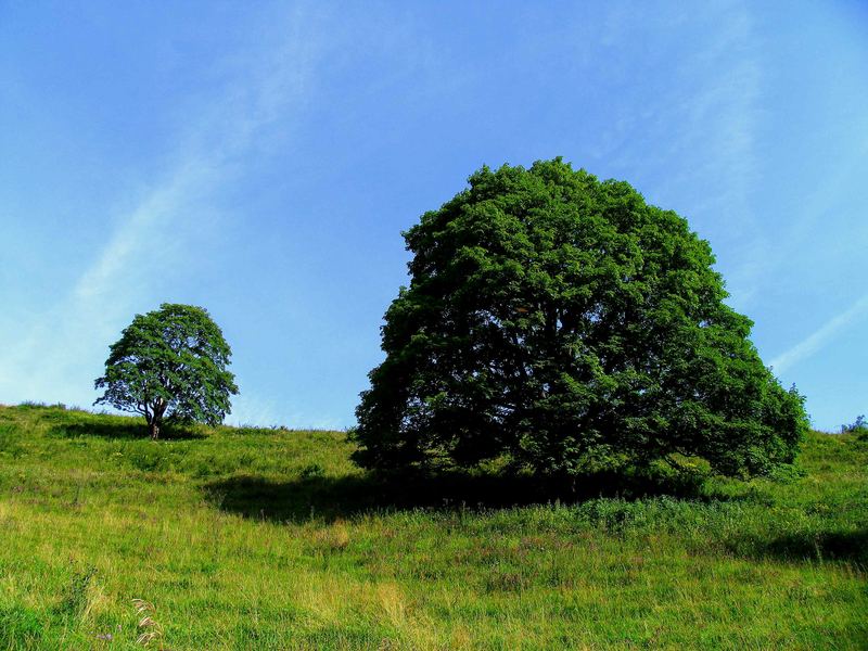 "Mein Baum"