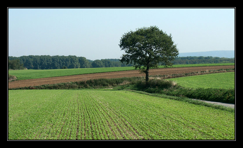 mein Baum