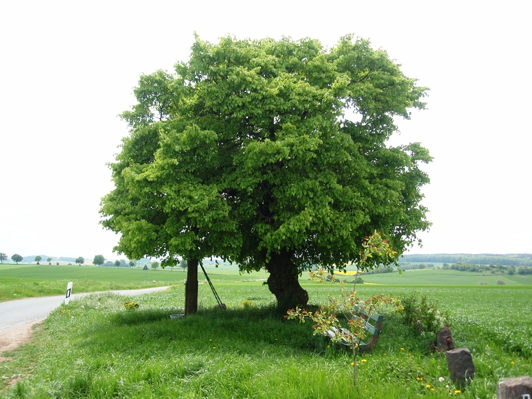 "mein Baum"