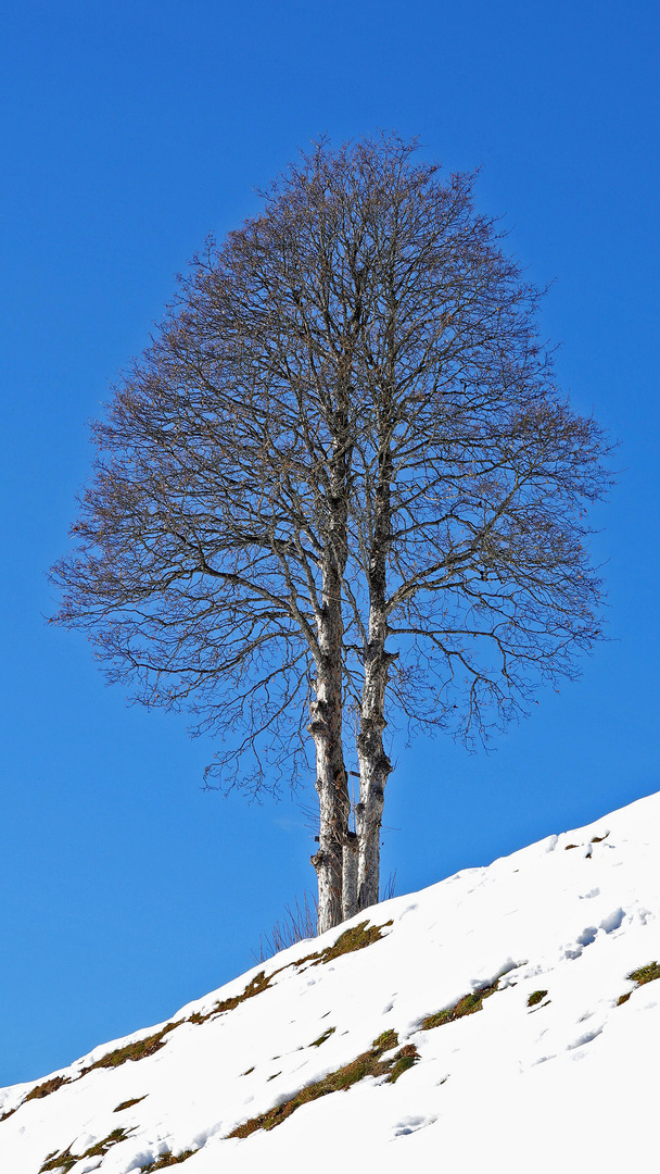 "Mein Baum"