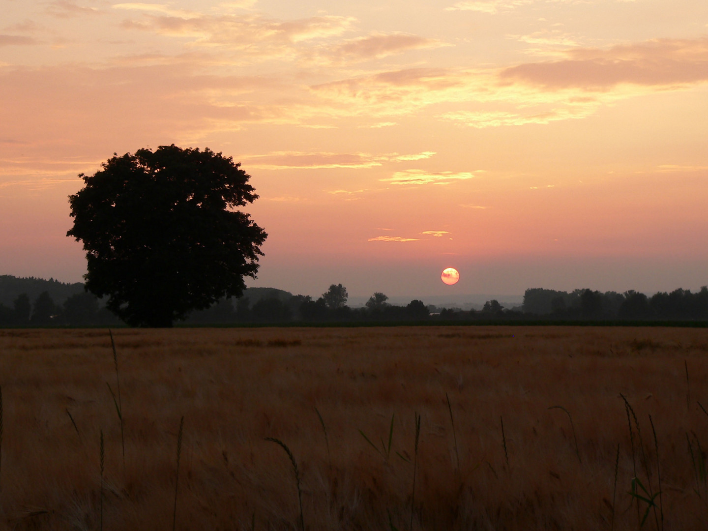 "Mein" Baum..............