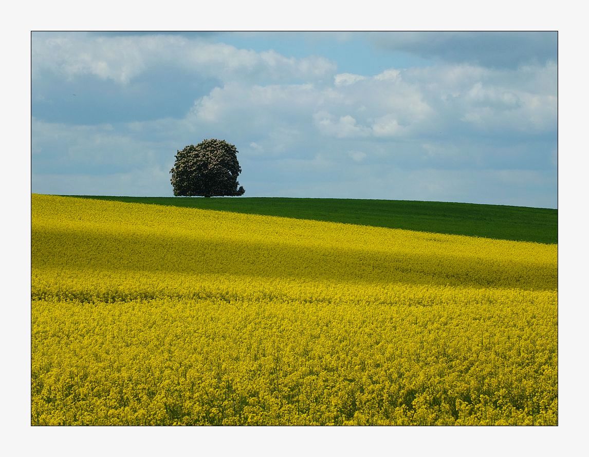 Mein Baum...