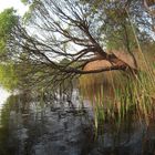 mein Baum am See :)