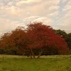 Mein Baum am Tröndelsee in Kiel