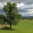 Mein Baum (August 2015)