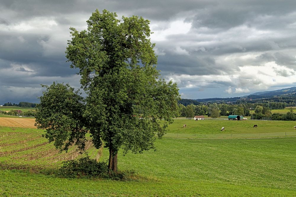 Mein Baum (August 2015)