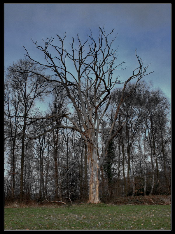 Mein Baum...