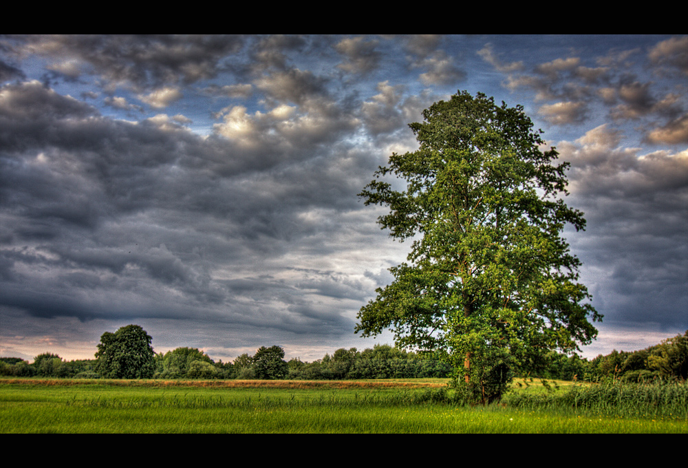 "Mein Baum"