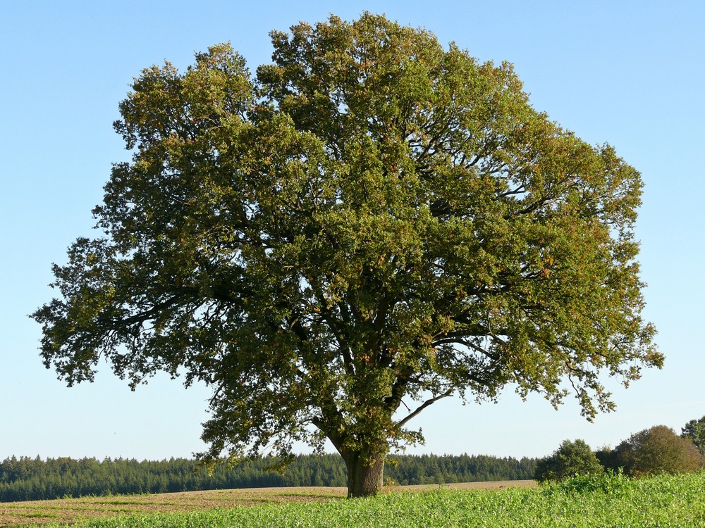 "Mein Baum" - Der Herbst beginnt