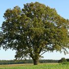 "Mein Baum" - Der Herbst beginnt