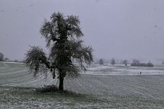 Mein Baum (Dezember 2015)