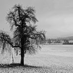 Mein Baum (Februar 2015)