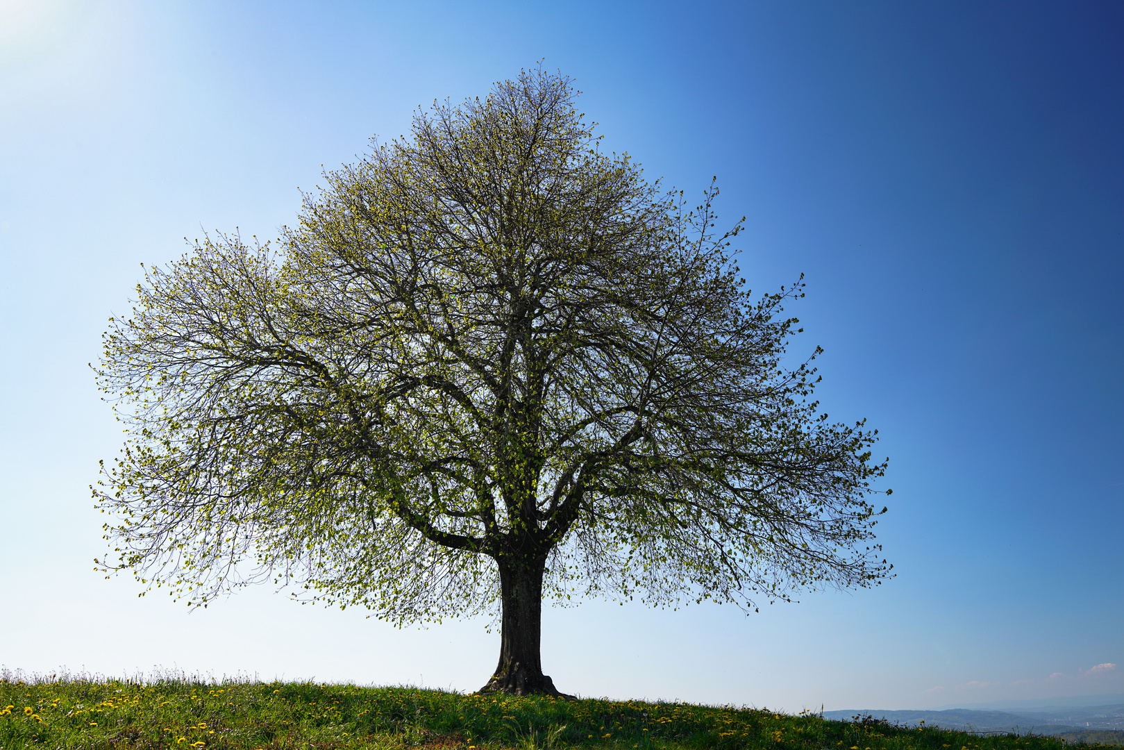 Mein Baum - Frühling Bild 1 von 4