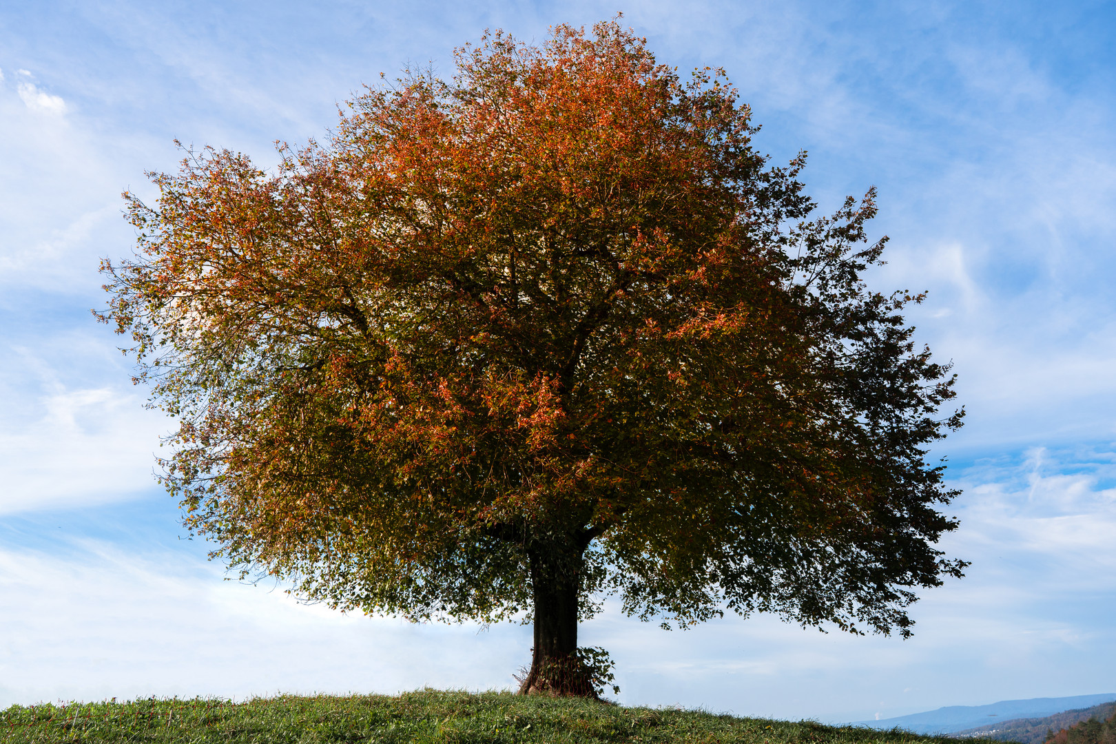 Mein Baum - Herbst Bild 3 von 4