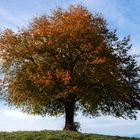 Mein Baum - Herbst Bild 3 von 4