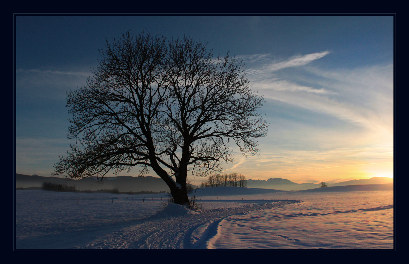 Mein Baum im Abendlicht