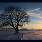 Mein Baum im Abendlicht