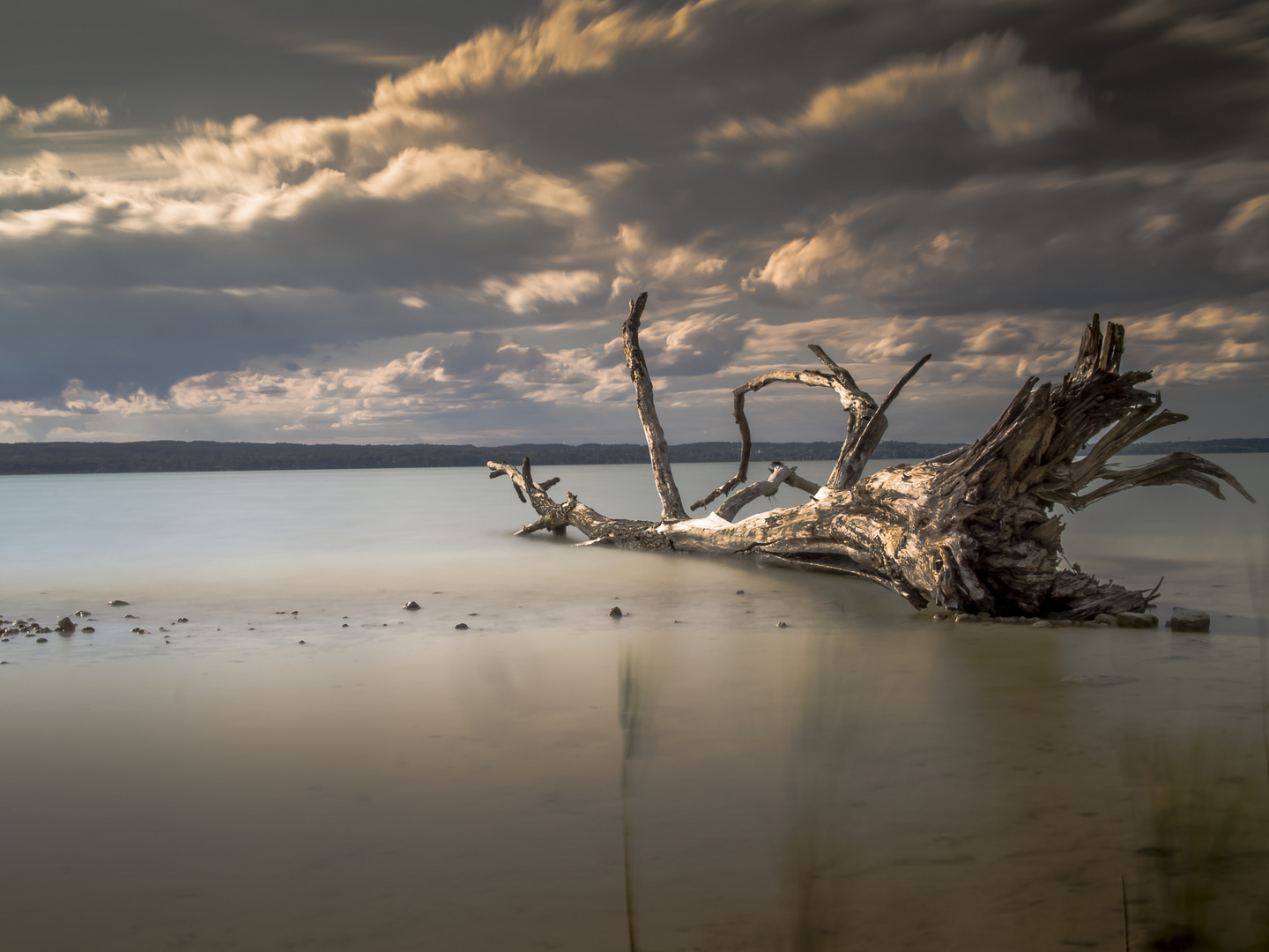 (M)ein Baum im Ammersee ...