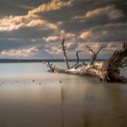 (M)ein Baum im Ammersee ...