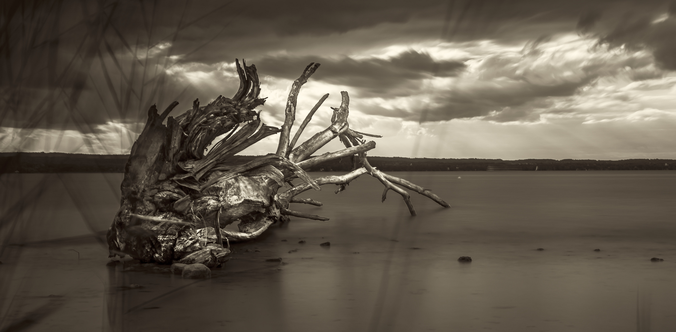 (M)ein Baum im Ammersee ...