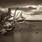 (M)ein Baum im Ammersee ...