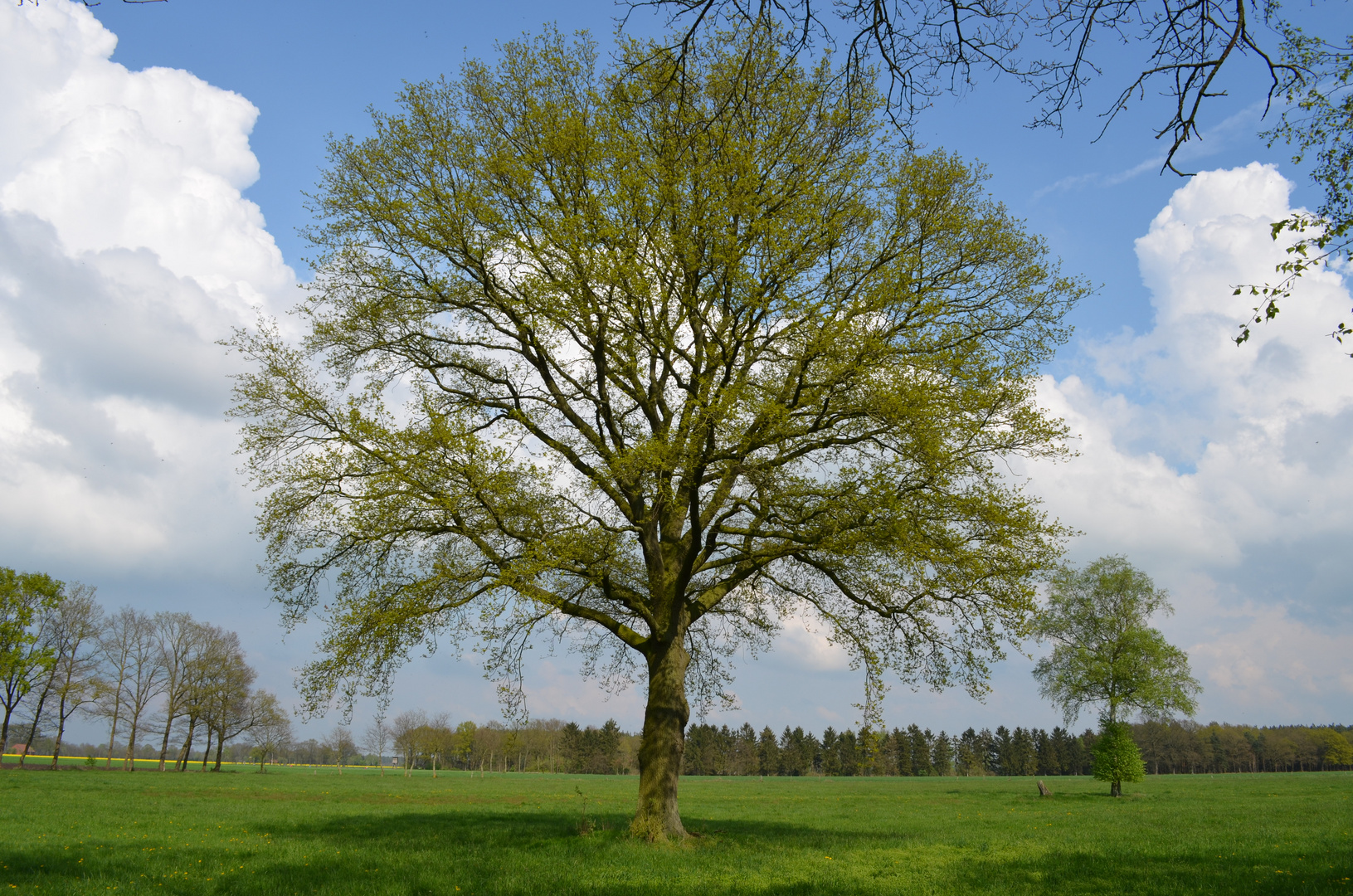 Mein Baum im April