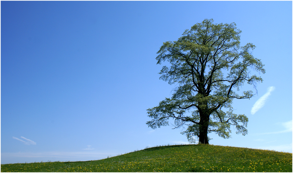 Mein Baum im Frühling