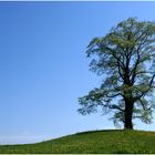 Mein Baum im Frühling