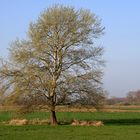 mein Baum im Frühling