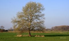 mein Baum im Frühling