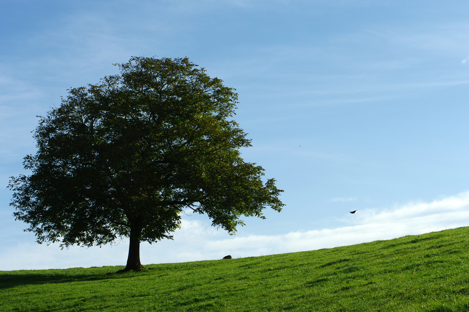 "mein" Baum im Herbst