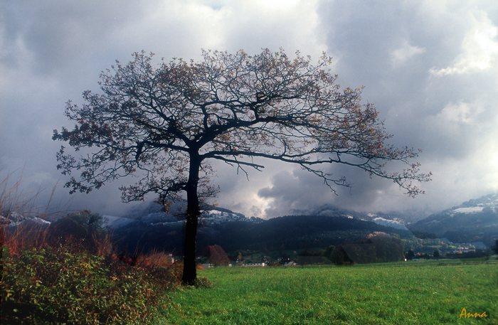 Mein Baum im Herbst