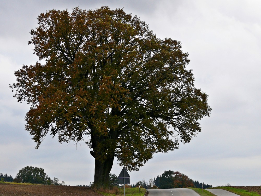 "Mein Baum" im Herbst I